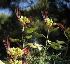 Blumen samen vom - samen,