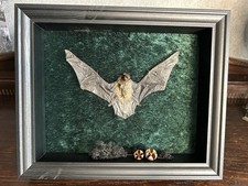 Fledermaus im Objektrahmen Bat Gothic Minipterus Medius Dekoration Deko