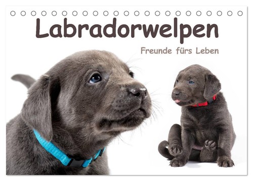 Labradorwelpen freunde fürs - labradorwelpen,