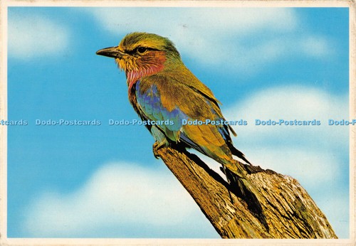D007423 flieder brust - d007423, roller