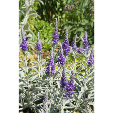 Veronica spicata ssp. incana