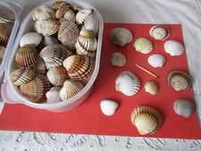 1Kg schöne Herzmuscheln