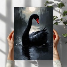 Schwarzer Schwan Premium