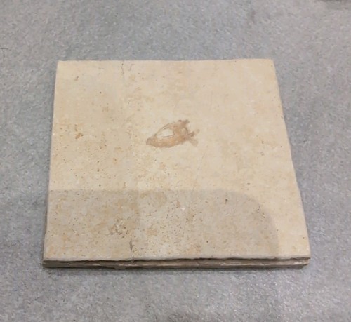 Fossil versteinerung fisch - versteinerung,