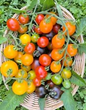 Cocktailtomaten Bunte Mischung 40 Samen Cherrytomaten Tomatensamen Samenfest 