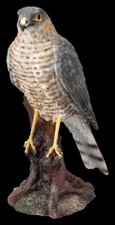Greifvogel Figur - Sperber -