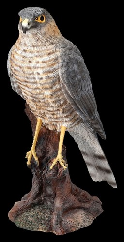 Greifvogel figur sperber - greifvogel,