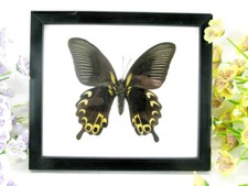 Red Peacock - echter