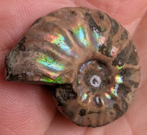 Opalisierter ammonit - opalisierter,