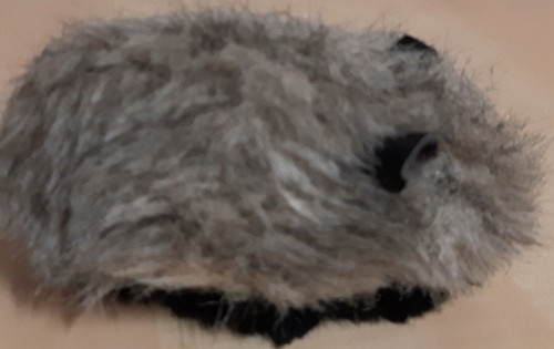 Meerschweinchen mehrfarbig - meerschweinchen,,