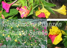 🔥 Wunderblume Mirabilis