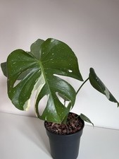Reserviert monstera thai - monstera,