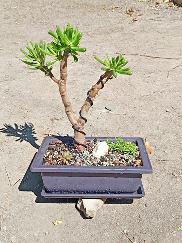 Pre bonsai crassula ovata - pre-bonsai,