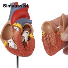 Anatomie des Herzens