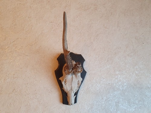 Rehgeweih rehbock jagd - rehgeweih,