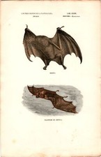 Antike Handkolorierte Lithographie Grafik 19 Jh. , Tiere, Fledermaus, Flughunde
