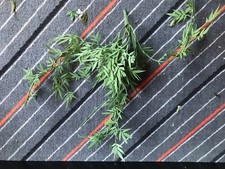 Kunststoffpflanzen Plastikpflanzen Terrariumpflanzen Aquariumpflanzen BambusGrün