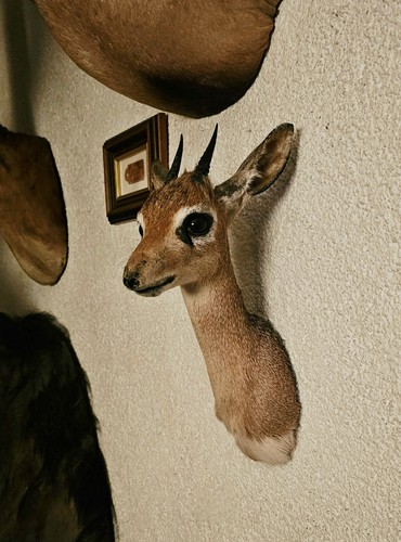 Dik afrika jagd - dik,