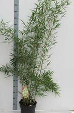 Fargesia robusta 'Campbell' -