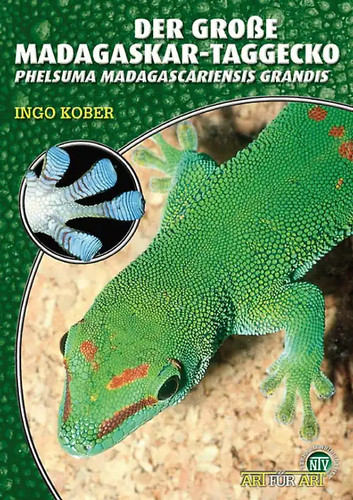 Der große madagaskar - große, madagaskar-taggecko