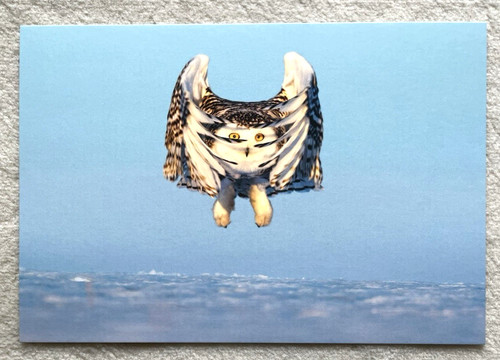 Postkarte eule uhu kauz - eule,