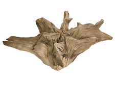 „Massive Eichenwurzel –