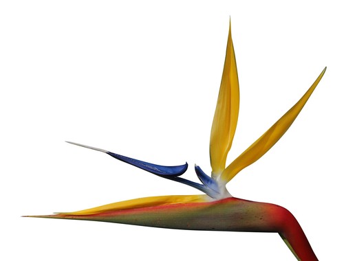 Strelitzia reginae bunte - strelitzia, "bunte
