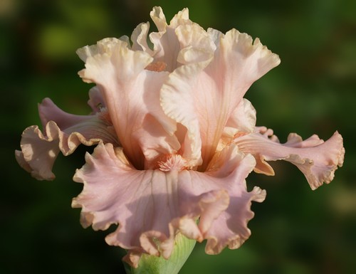 Schwertlilie iris fairy - /, "