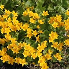 Wasserpflanzen Wolff Caltha palustris Sumpfdotterblume 4er Set mit Pflanzkorb