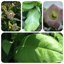 Weißer Burley Edler milder Pfeifentabak Tabaksamen Rauchtabak