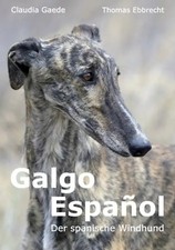 Galgo español der spanische - galgo,