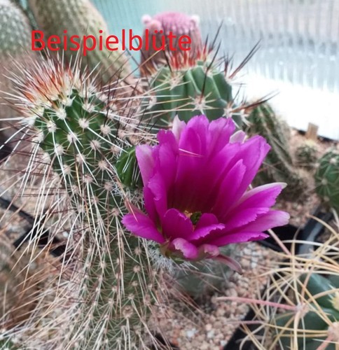 Stück echinocereus - 2,