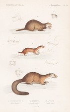 Mustela Steinmarder stone