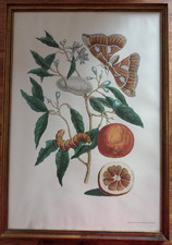 Pomeranze und Spiegelträger