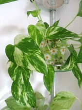 Efeutute Epipremnum "Marble queen" Ableger Feng-Shui Energiepflanze 