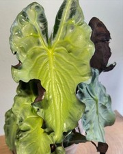 TE 2990XT Alocasia Venom