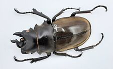 Lucanidae, Odontolabis