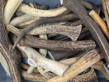 1 kg  Hirschgeweihe 20-25 cm -
