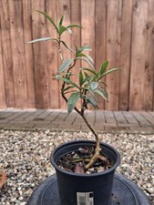 Pre-Bonsai, Buddleja