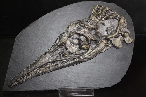 Ichthyosaurier schädel replik - schädel,