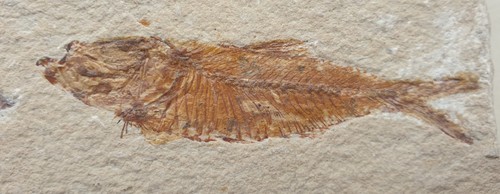 Top armigatus fisch - armigatus,