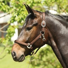 ELDORADO Nylon-Pferdehalfter