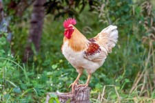 ultrafeines Geflügelpuder