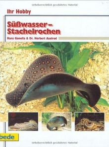 Süßwasser stachelrochen ihr - süßwasser-stachelrochen,,