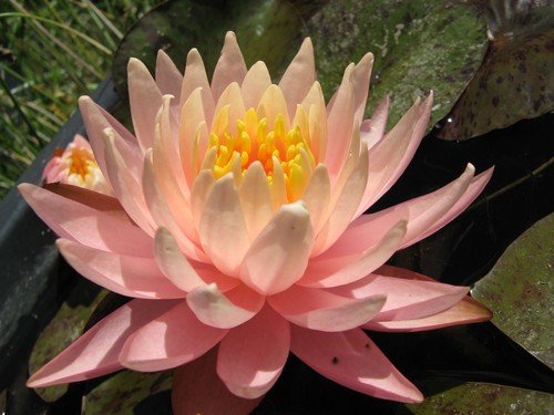 Seerose nymphaea sunny - seerose,