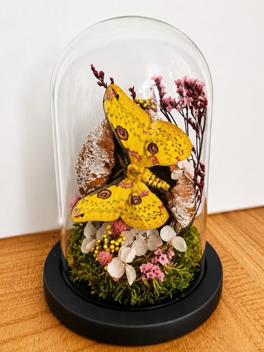 Echte motte glasdom - motte, im