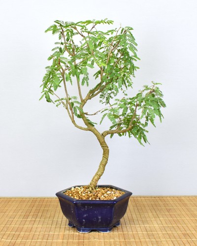 Bonsai indoor arabische - indoor,,
