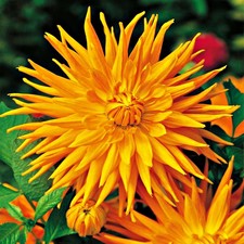 Dahlie Garten und Töpfe