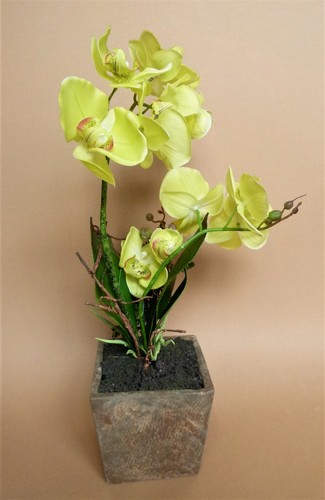 Orchidee phalaenopsis - orchidee,