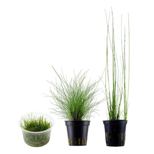Gräser set mit gras - gräser,
